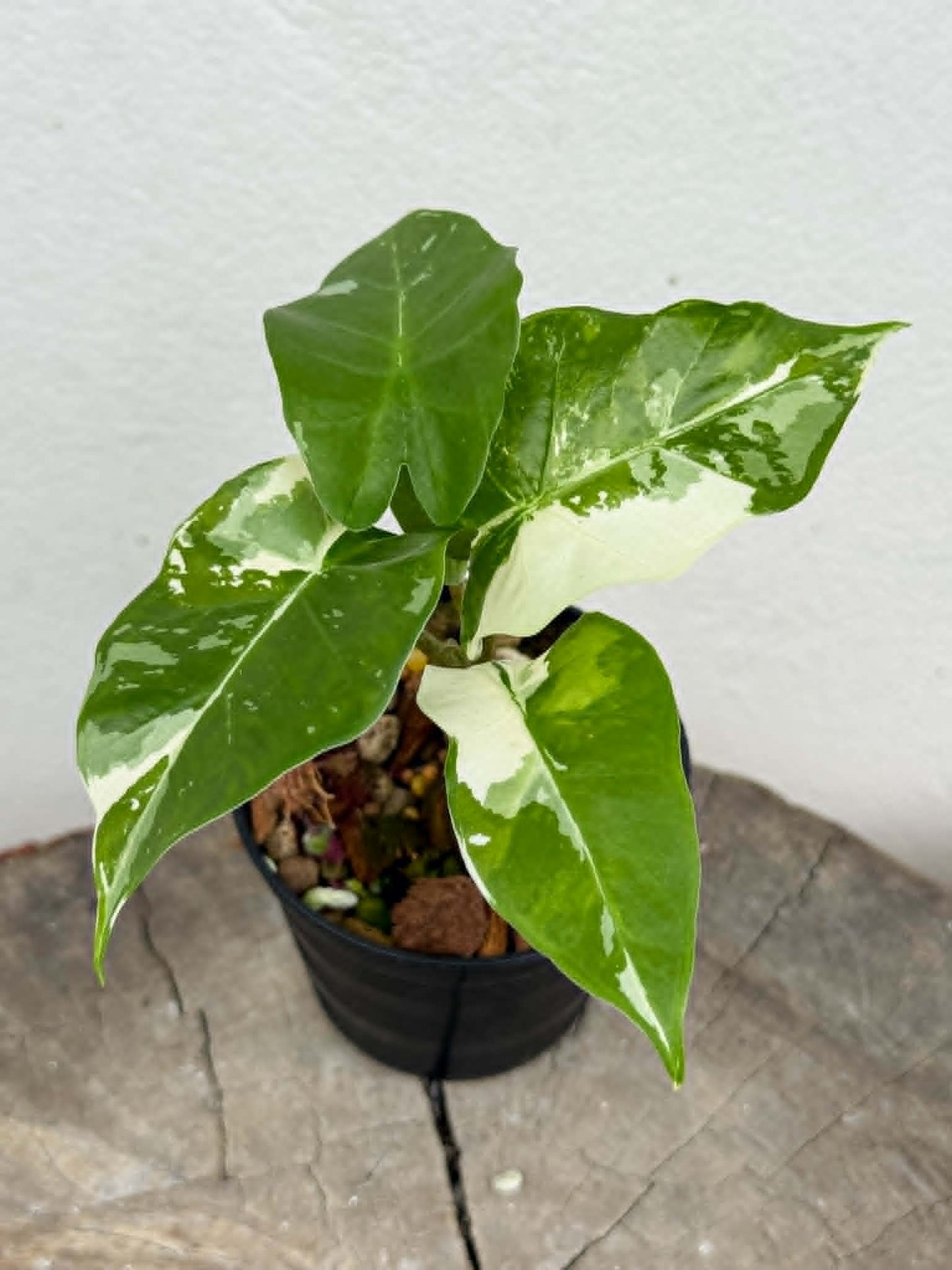 Alocasia Low Rider Albo - Pre Order
