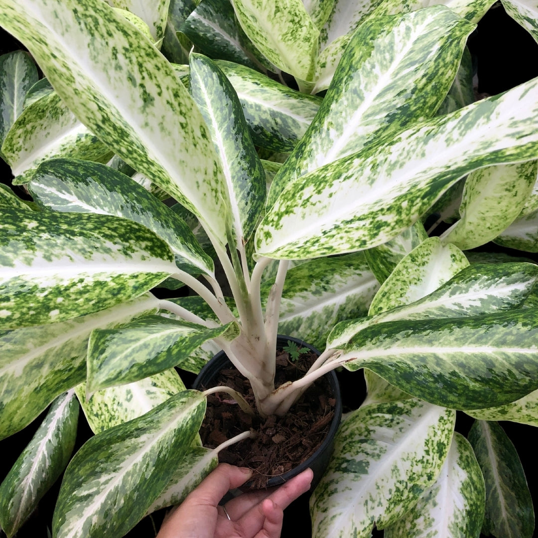 Aglaonema Bunlung Keaw (PRE-ORDER) - JAN023