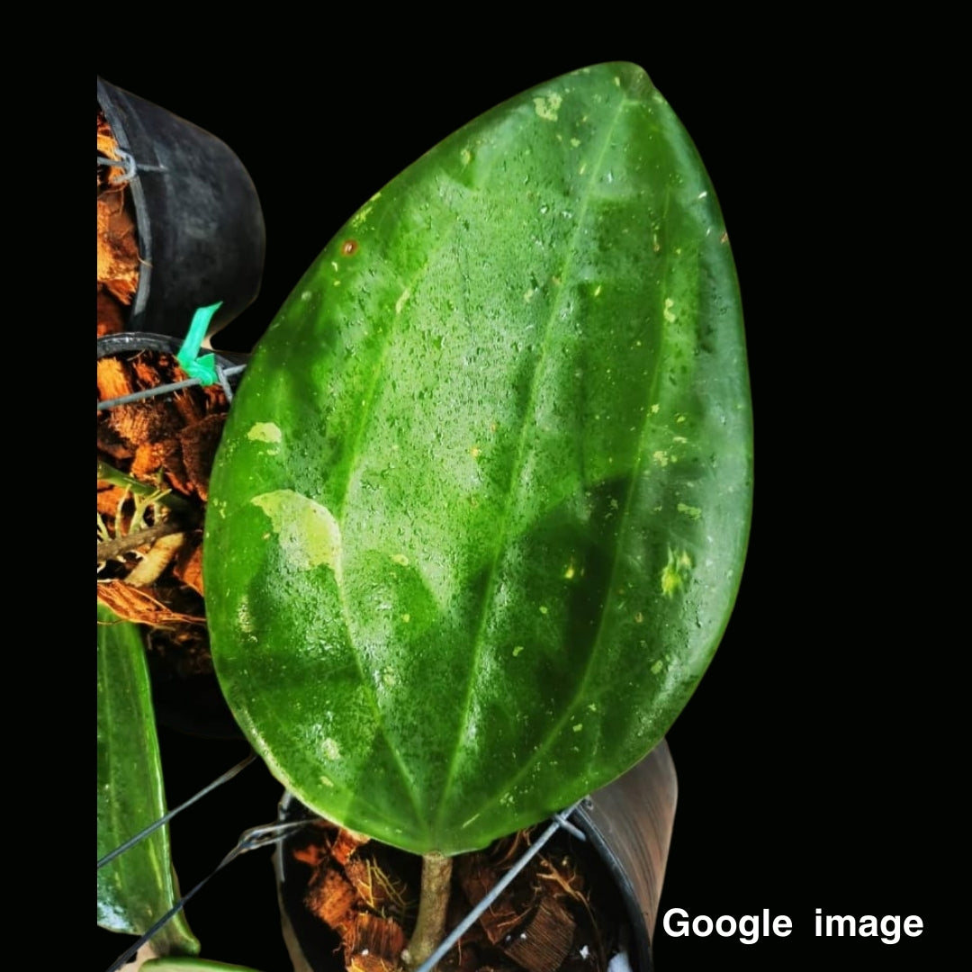 Hoya Latifolia 'Tak bai' Large (PRE-ORDER)-JULY230