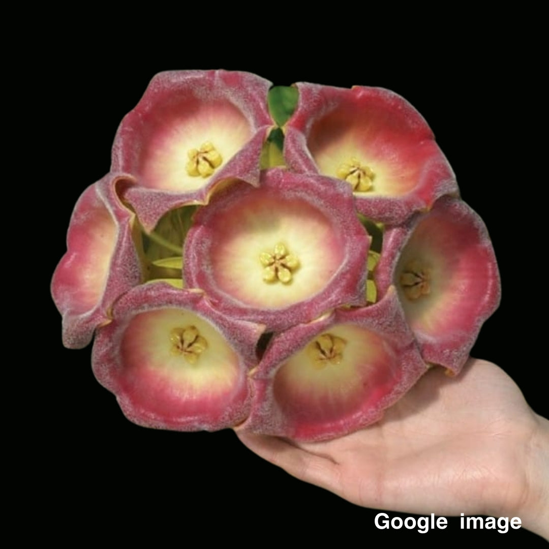 Hoya Lauterbachii (Large) PRE-ORDER-JULY328