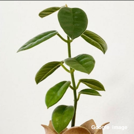 Hoya Lauterbachii (Large) PRE-ORDER-JULY328
