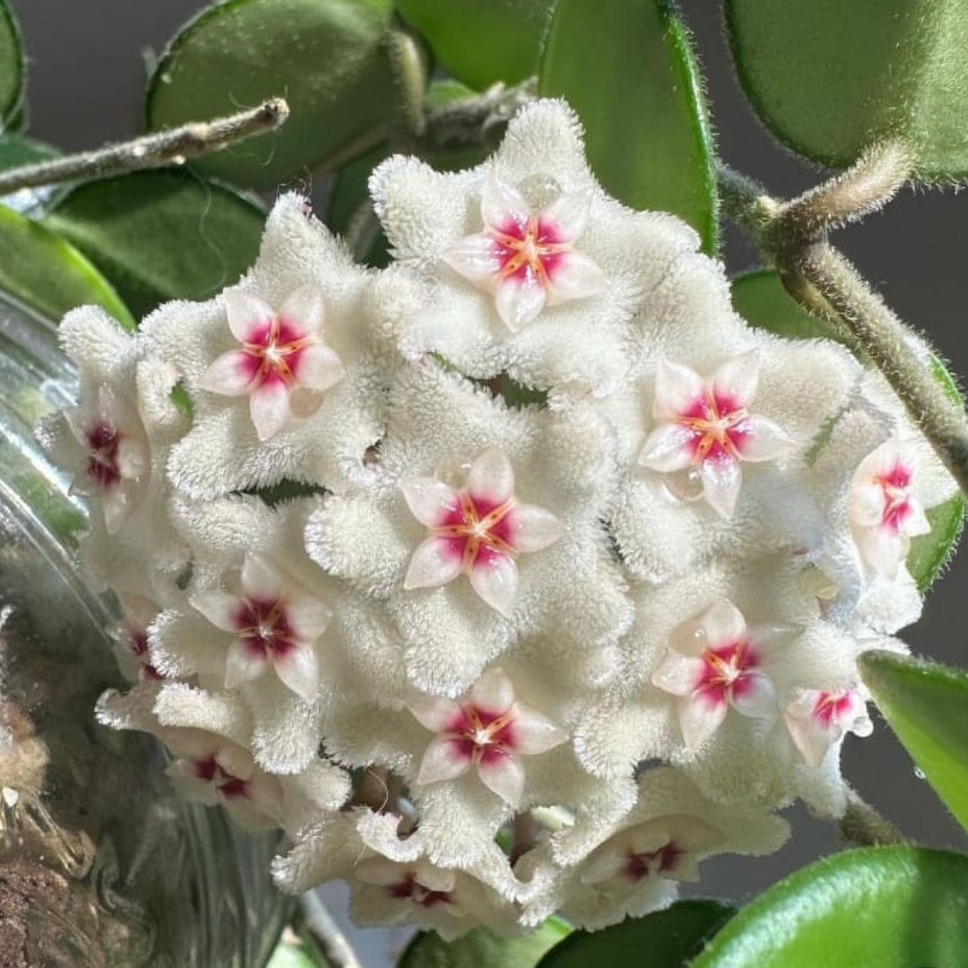 Hoya Mathilde Large (PRE-ORDER)-JULY252