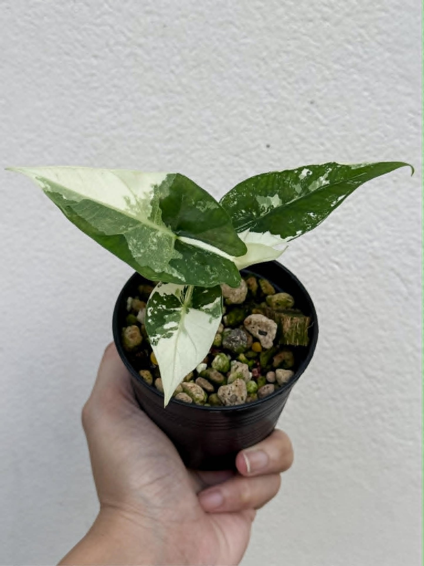 Alocasia Simpo Albo - Pre Order