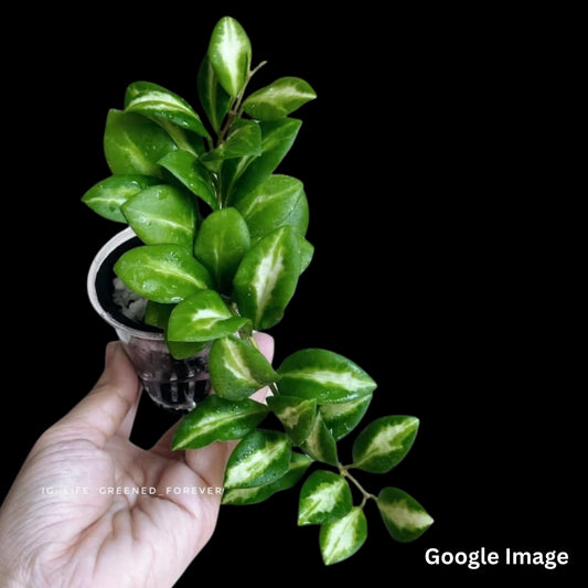 Hoya Heuschkeliana New Moon (Medium) PRE-ORDER-JULY236