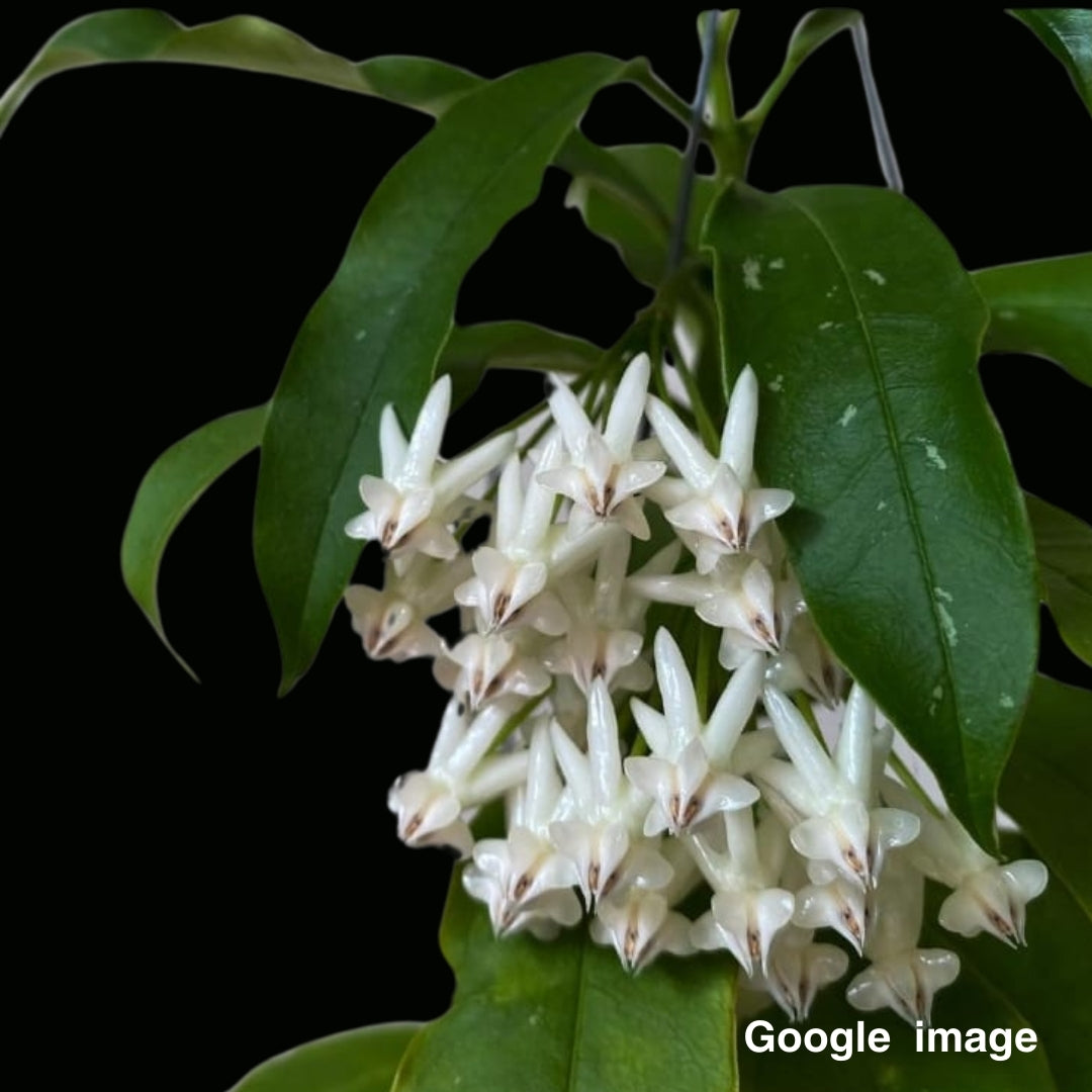 Hoya Lockii Large (PRE-ORDER)-JULY237