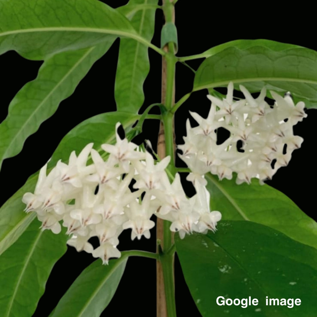 Hoya Lockii Large (PRE-ORDER)-JULY237