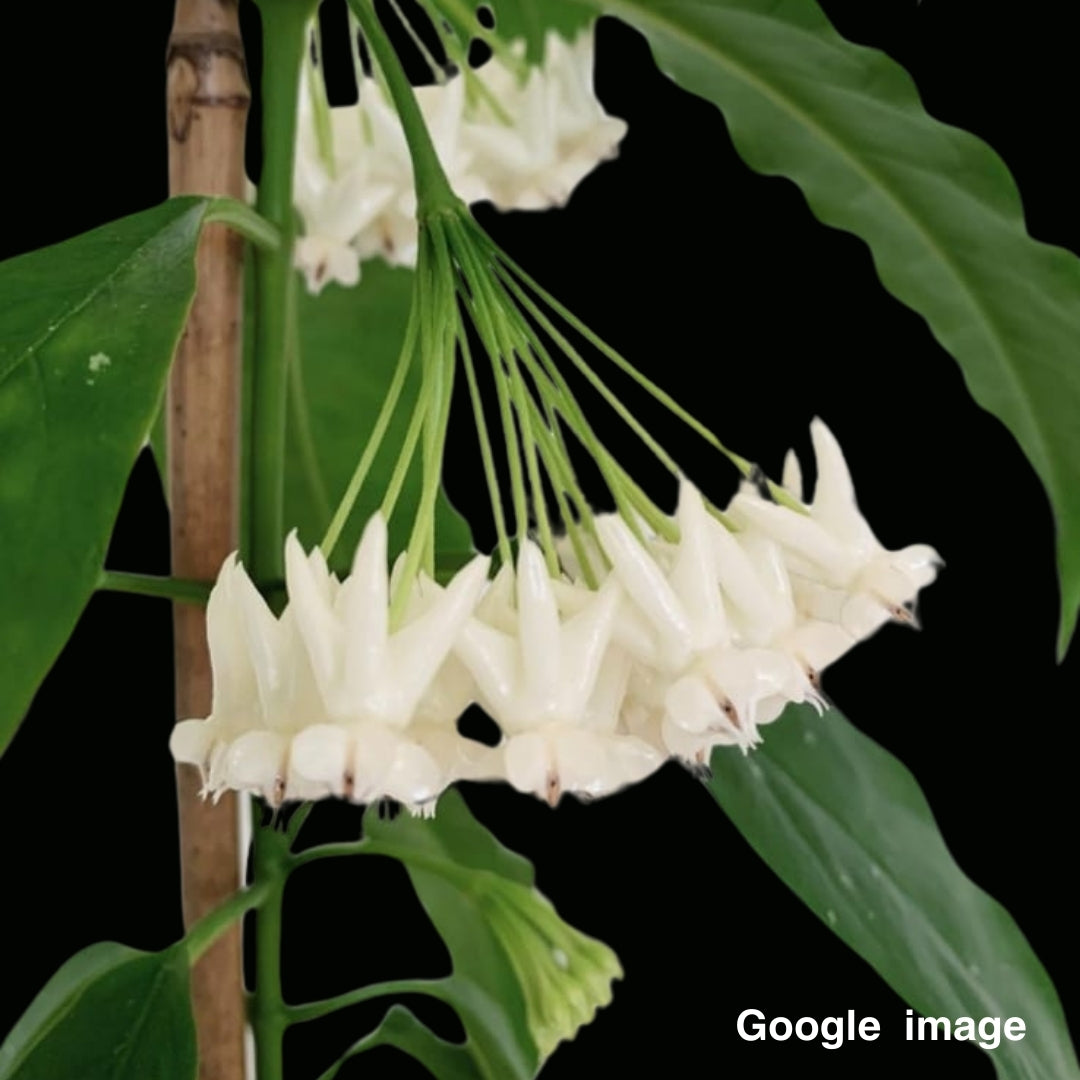 Hoya Lockii Large (PRE-ORDER)-JULY237