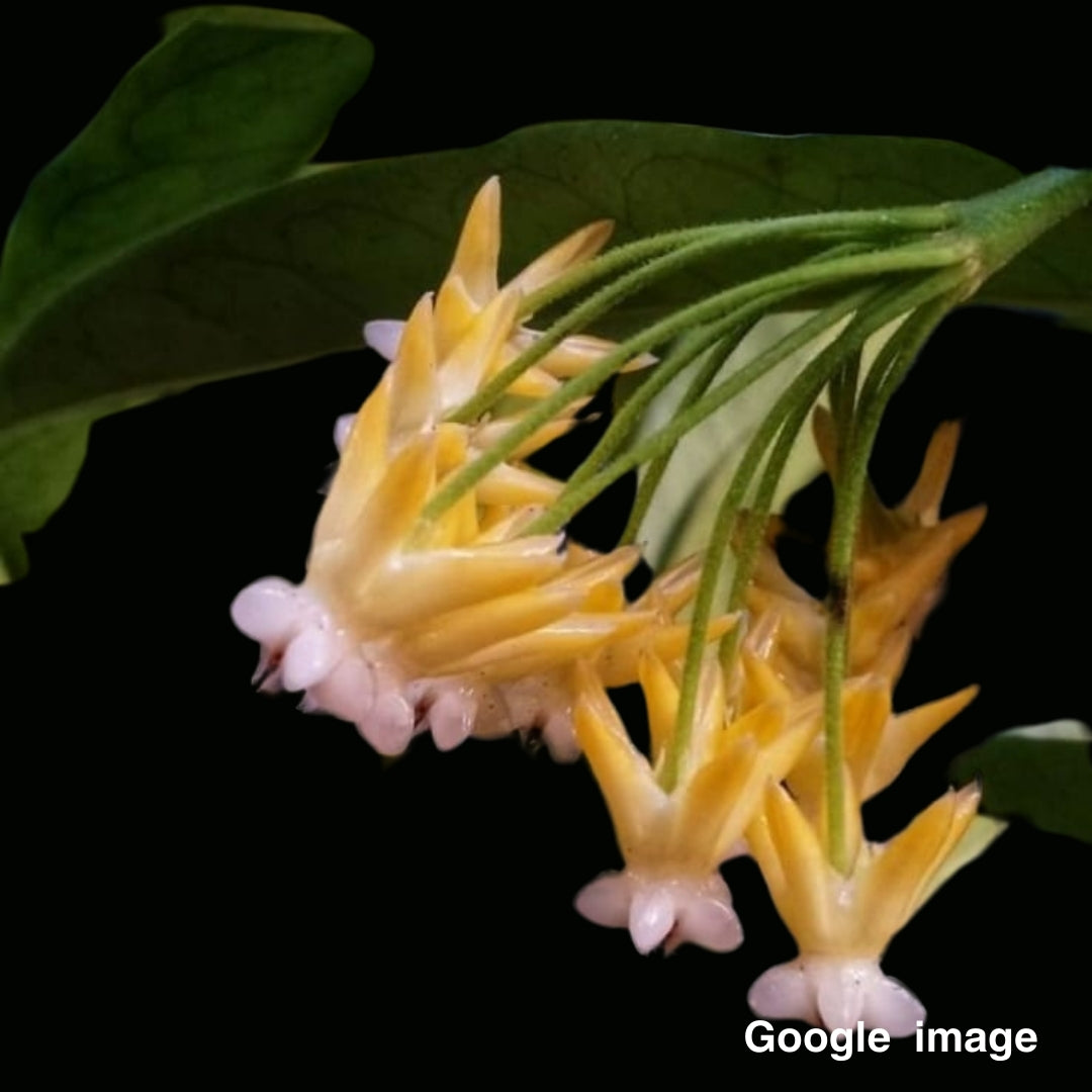 Hoya Lockii Yellow Flower Medium (PRE-ORDER)-JULY238