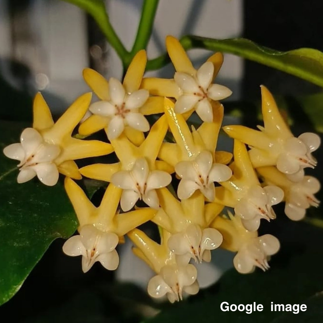 Hoya Lockii Yellow Flower Medium (PRE-ORDER)-JULY238