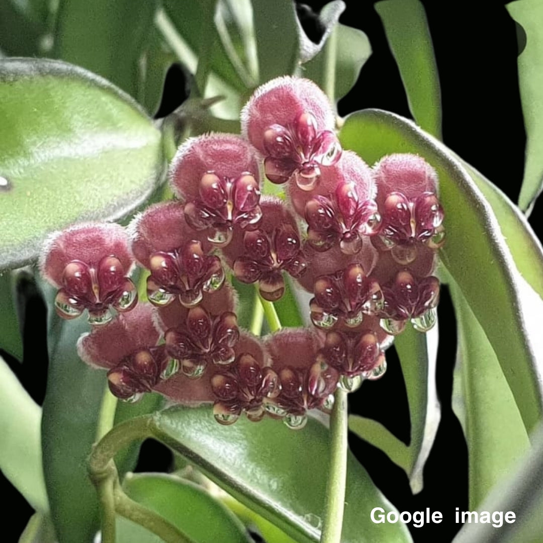 Hoya Longifolia (PRE-ORDER)-JULY239