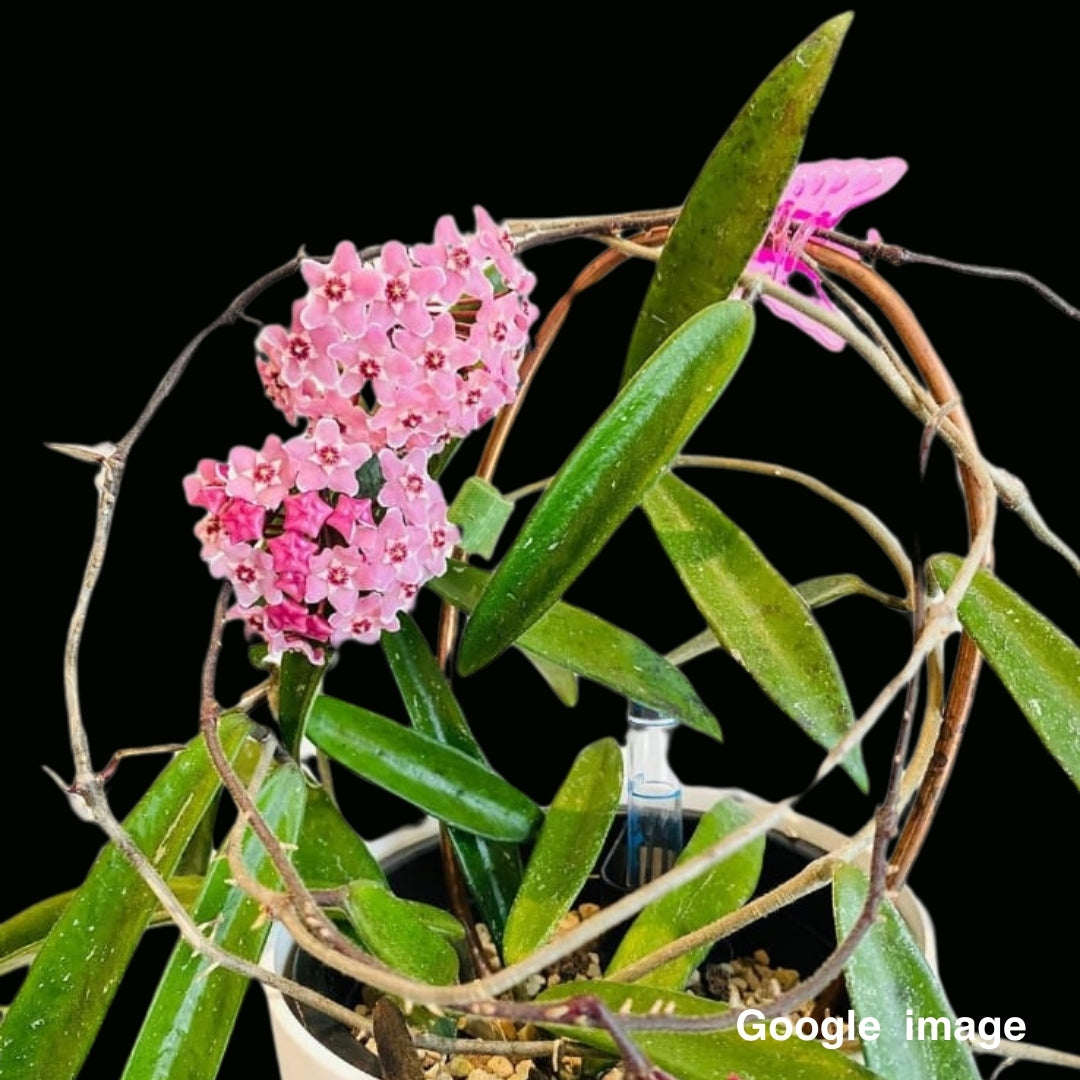 Hoya Longifolia (PRE-ORDER)-JULY239