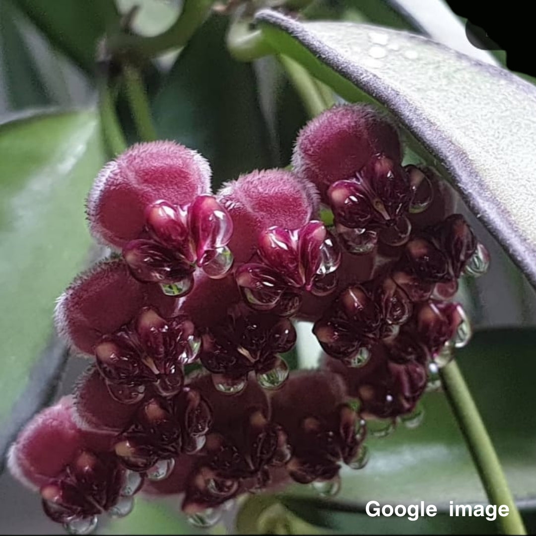 Hoya Longifolia (PRE-ORDER)-JULY239