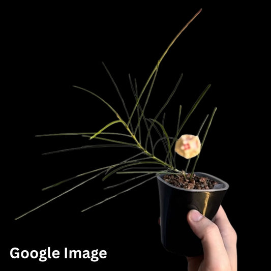 Hoya Aff. Spartioides (Small) PRE-ORDER-JULY023