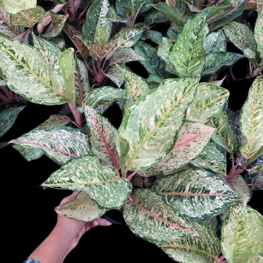 Aglaonema Catherine (PRE-ORDER) - JAN024