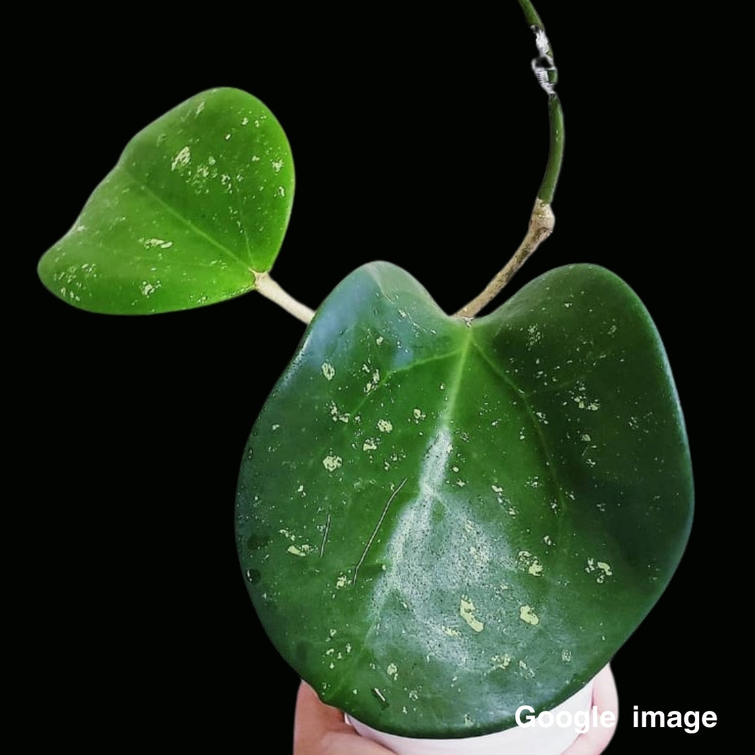 Hoya Loyce Andrewsiana Large (PRE-ORDER)-JULY240