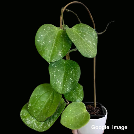 Hoya Loyce Andrewsiana Large (PRE-ORDER)-JULY240