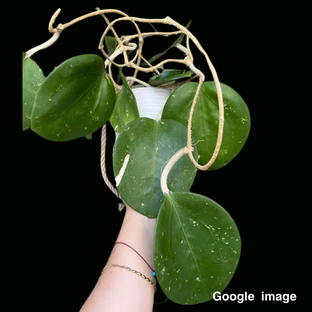 Hoya Loyce Andrewsiana Large (PRE-ORDER)-JULY240