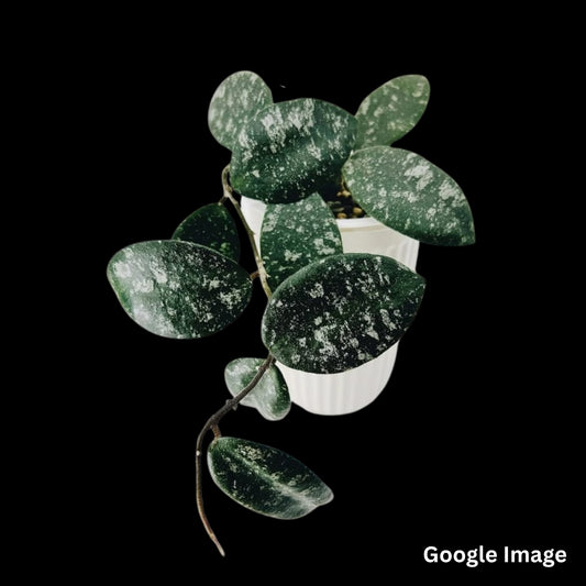 Hoya Honglenae (Large) PRE-ORDER-JULY241