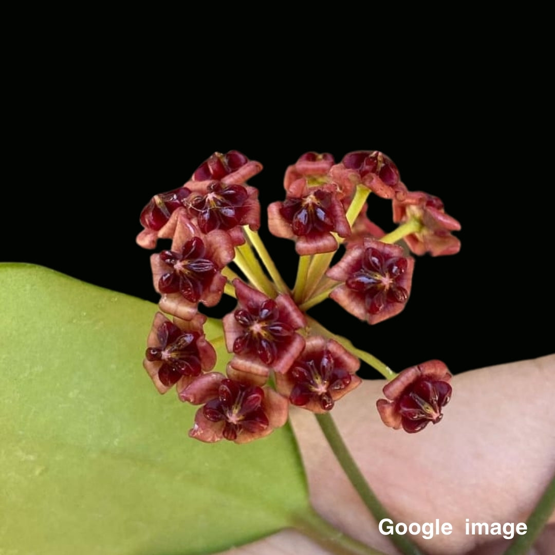 Hoya Lucardenasiana Large (PRE-ORDER)-JULY241