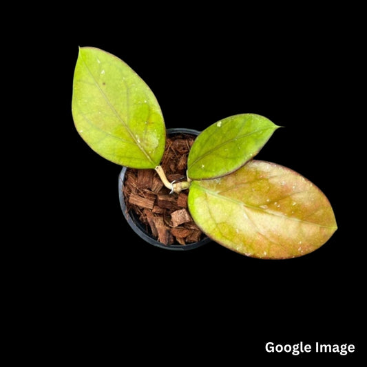 Hoya Hybrid (Vitellina x Finlaysonii) (Large) PRE-ORDER-JULY242