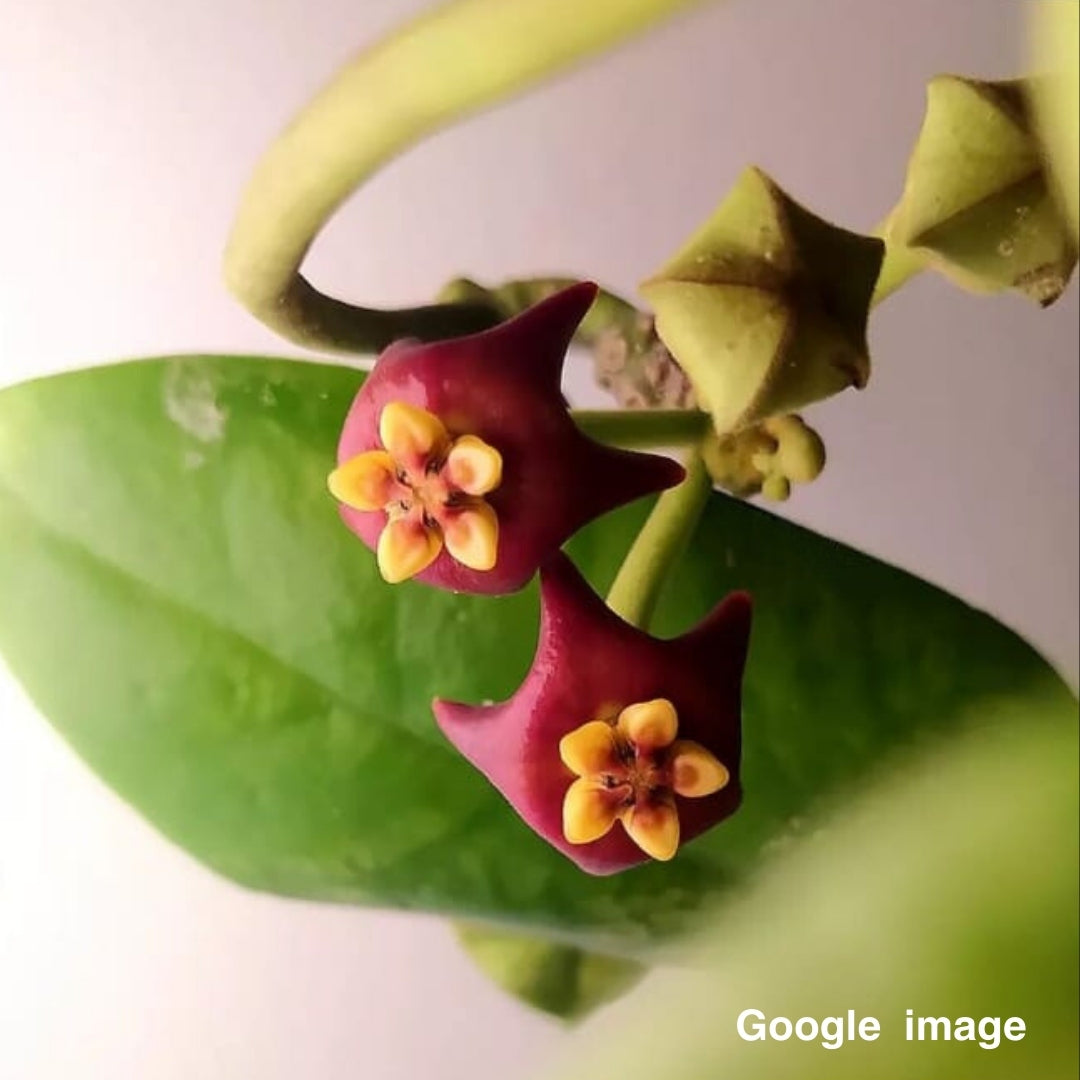 Hoya Madulidii Large (PRE-ORDER)-JULY246