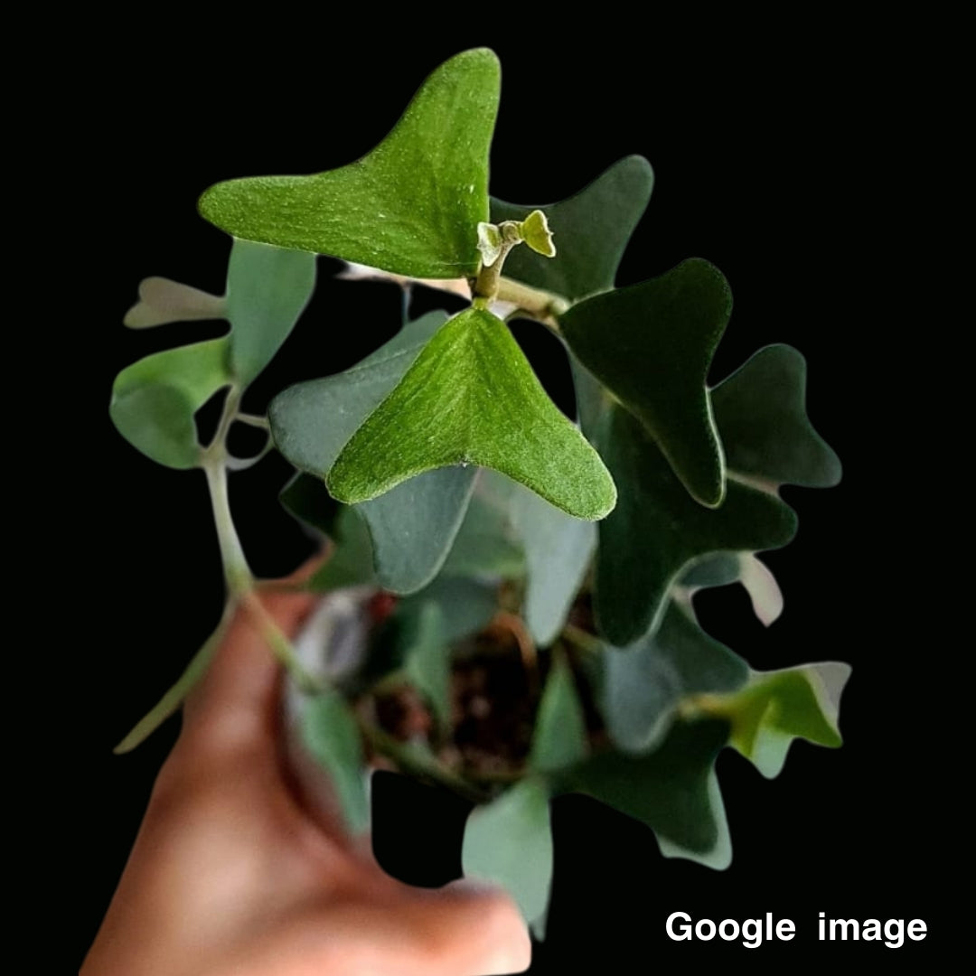 Hoya Manipurensis Large (PRE-ORDER)-JULY248