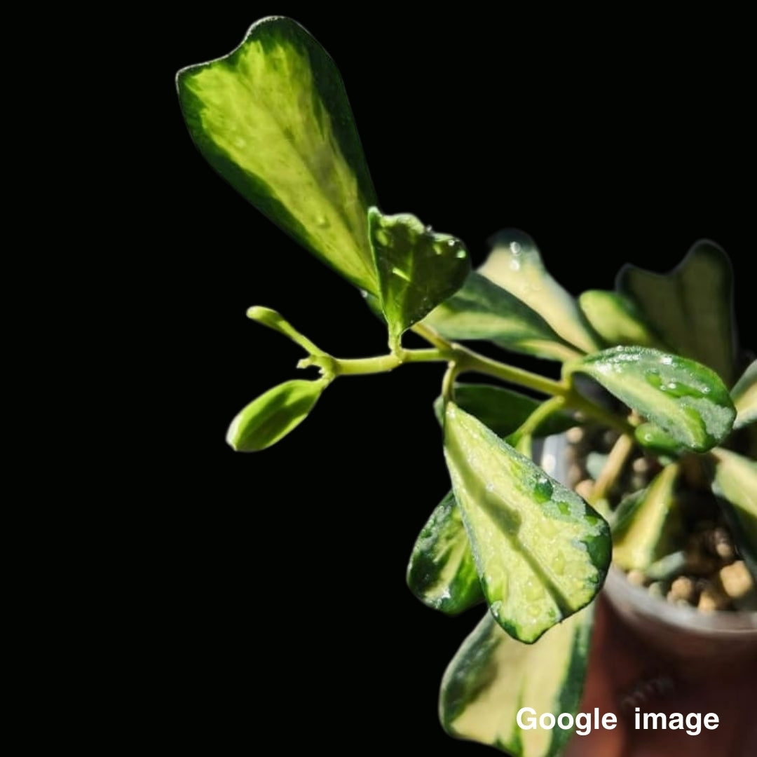 Hoya Manipurensis Variegata (Philo) Small (PRE-ORDER)-JULY249