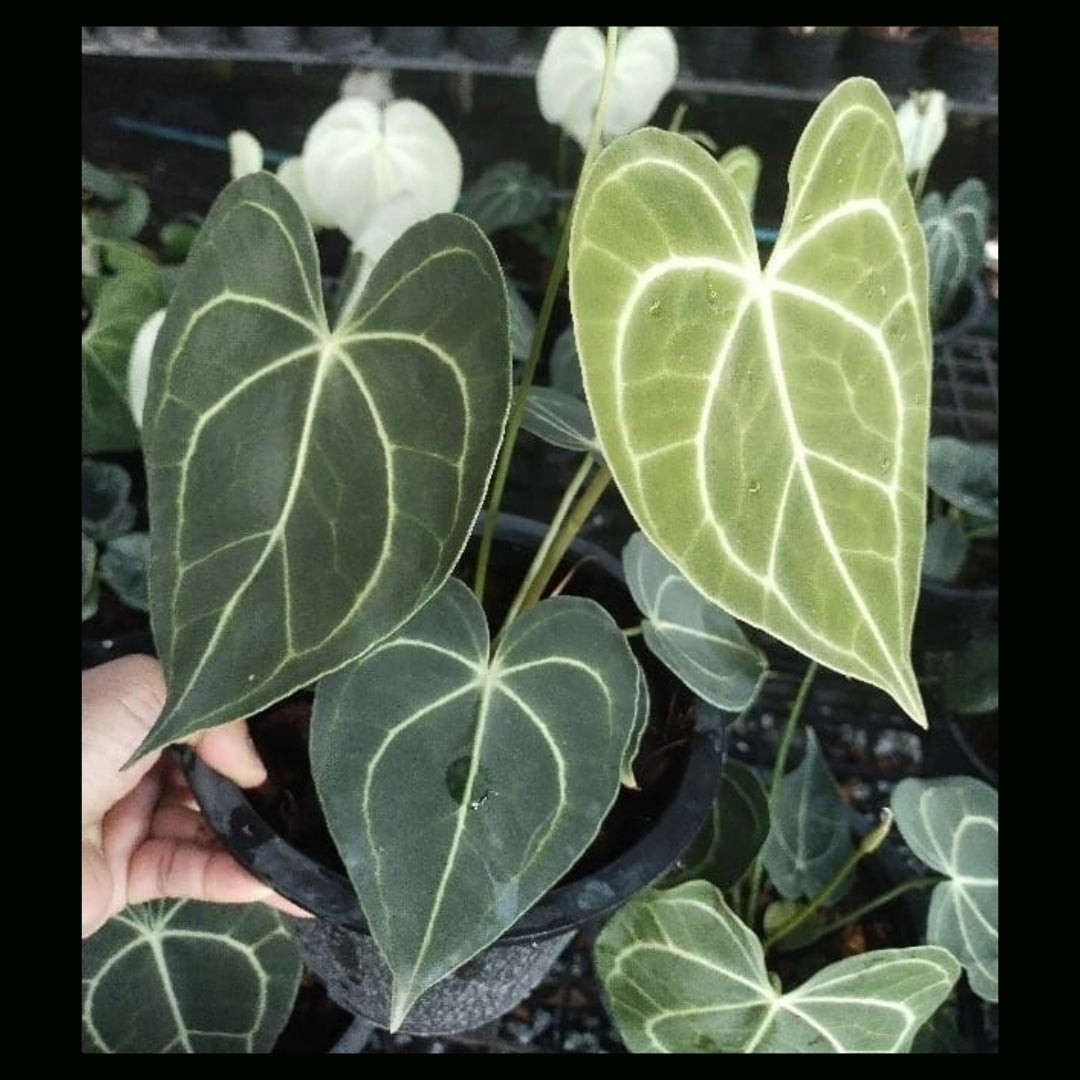 Anthurium Clarinervium (PRE-ORDER) -JUL35