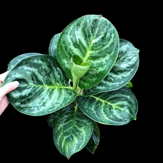 Aglaonema Cobra (PRE-ORDER) - JAN025