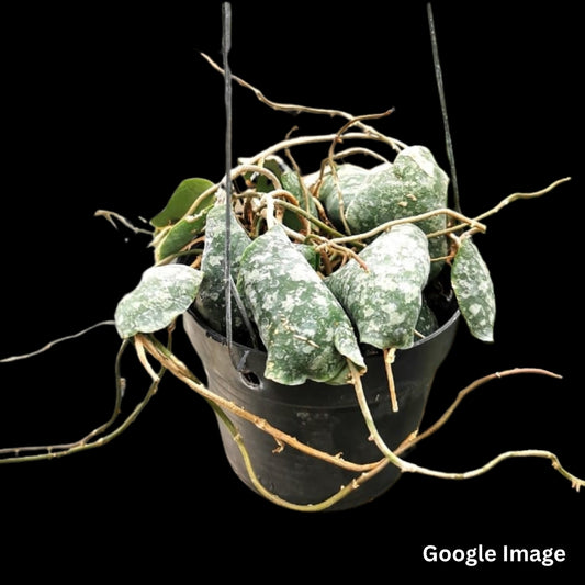 Hoya Imbricata Pink Corona (Large) PRE-ORDER-JULY250