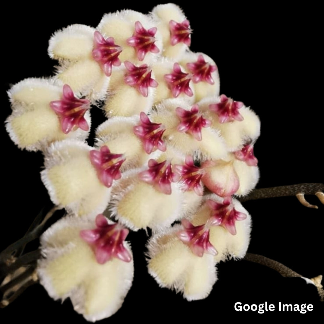 Hoya Imbricata Pink Corona (Large) PRE-ORDER-JULY250
