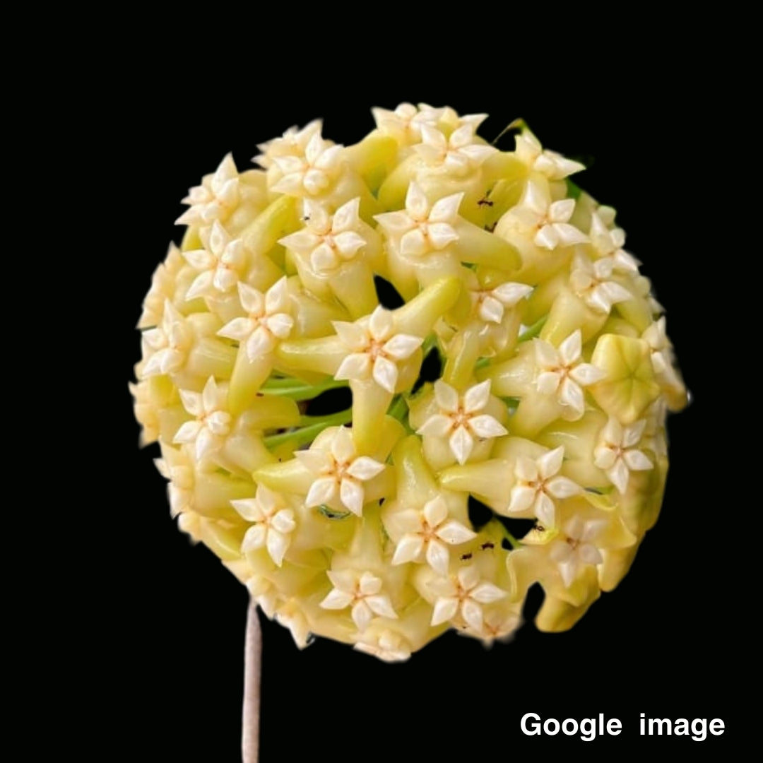 Hoya Marginata TML 1727 Large (PRE-ORDER)-JULY251