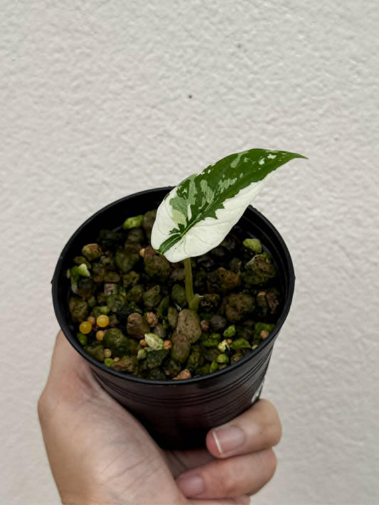 Alocasia Scalprum True Albo - Pre Order