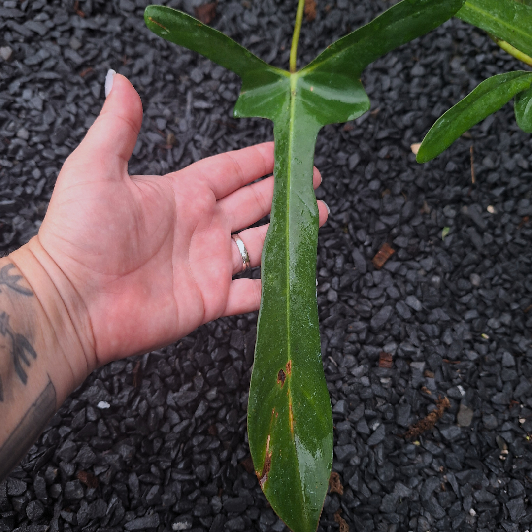 Philodendron Longilobatum