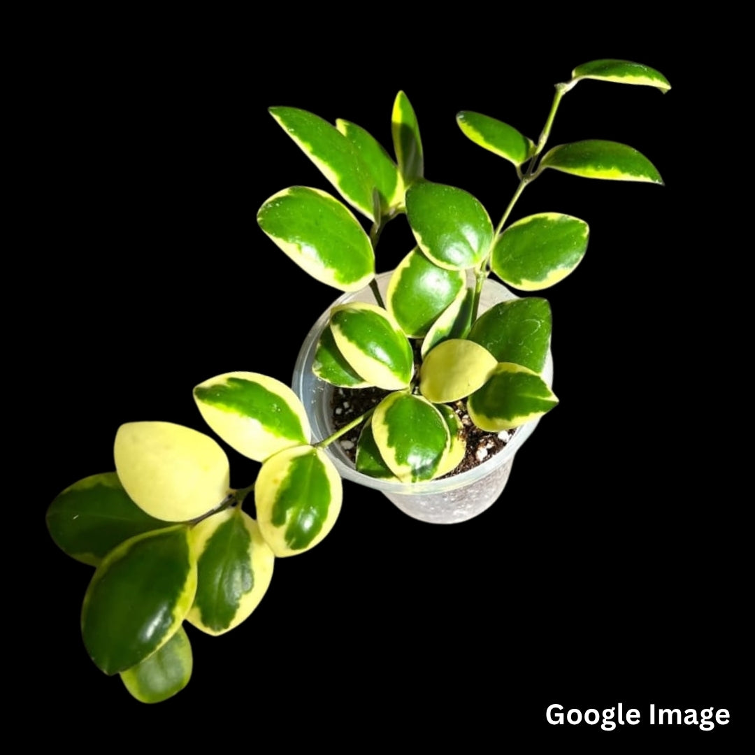 Hoya Incurvula Albomarginata (Small) PRE-ORDER-JULY258