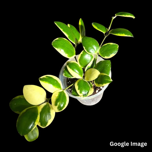 Hoya Incurvula Albomarginata (Small) PRE-ORDER-JULY258