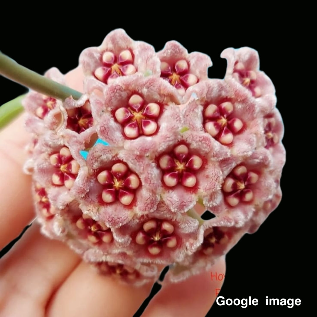 Hoya Meliflua Large (PRE-ORDER)-JULY259