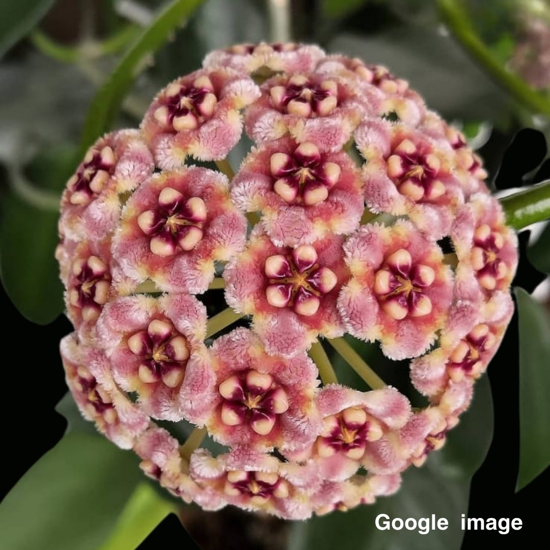 Hoya Meliflua Large (PRE-ORDER)-JULY259