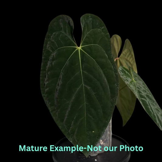 Anthurium Ace Of Spades (AOS)  X Papillilaminum (9cm Pot)- Pre Order JU26