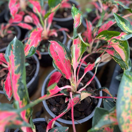 Aglaonema Chandeliers (PRE-ORDER) - JAN026