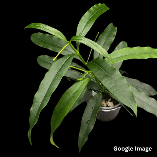 Hoya Irisiae (Large) PRE-ORDER-JULY263