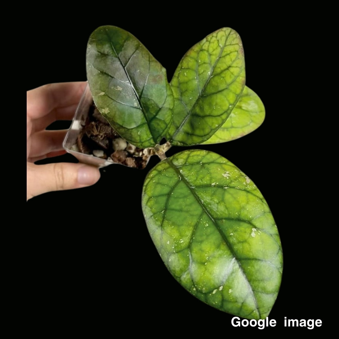 Hoya Meredithii Round Leaves Large (PRE-ORDER)-JULY263