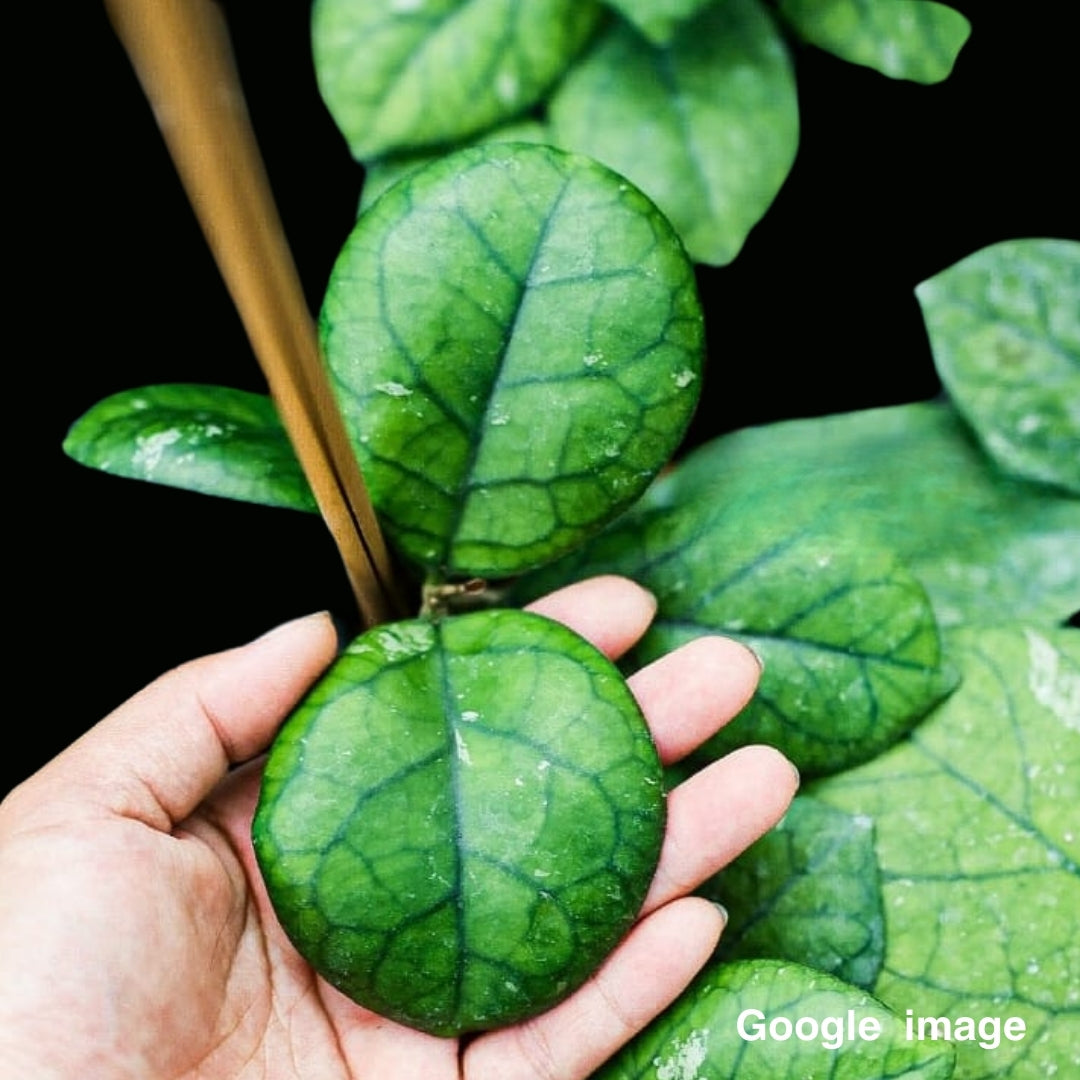 Hoya Meredithii Round Leaves Large (PRE-ORDER)-JULY263