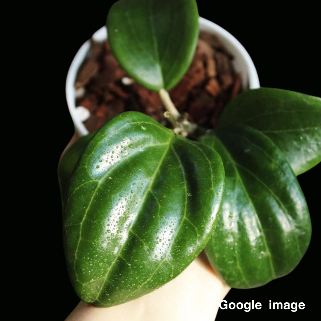 Hoya Merrillii Large (PRE-ORDER)-JULY264