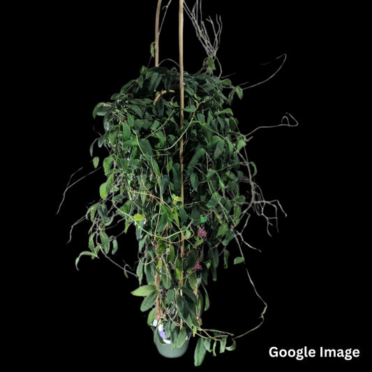 Hoya Cagayagensis (Large) PRE-ORDER-JULY267