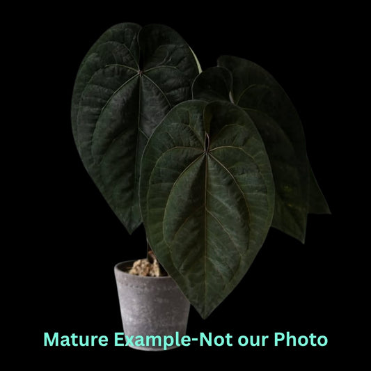 Anthurium Ace Of Spades (AOS) (9cm Pot)- Pre Order JU27