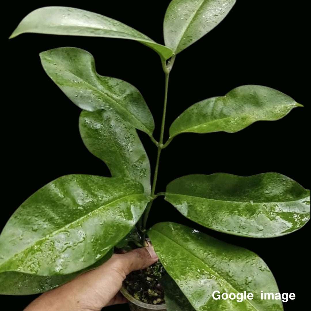 Hoya Albiflora Large (PRE-ORDER)-JULY026