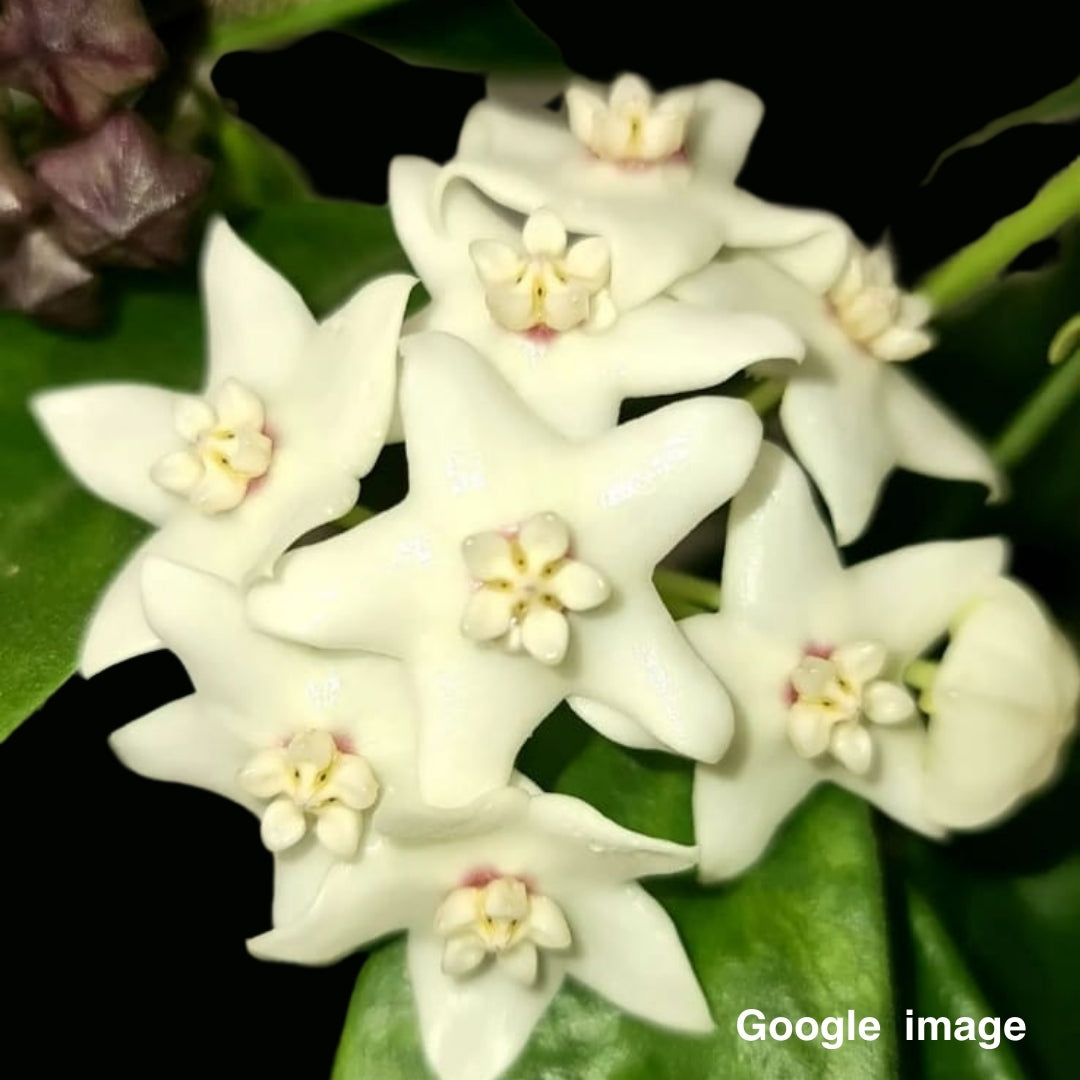 Hoya Albiflora Large (PRE-ORDER)-JULY026