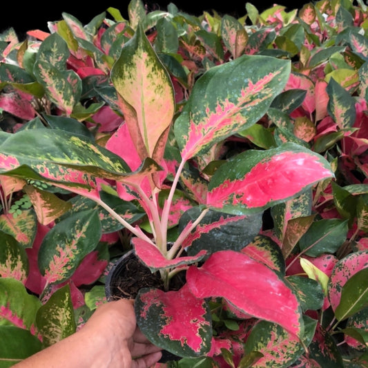 Aglaonema Chang Dang (PRE-ORDER) - JAN027