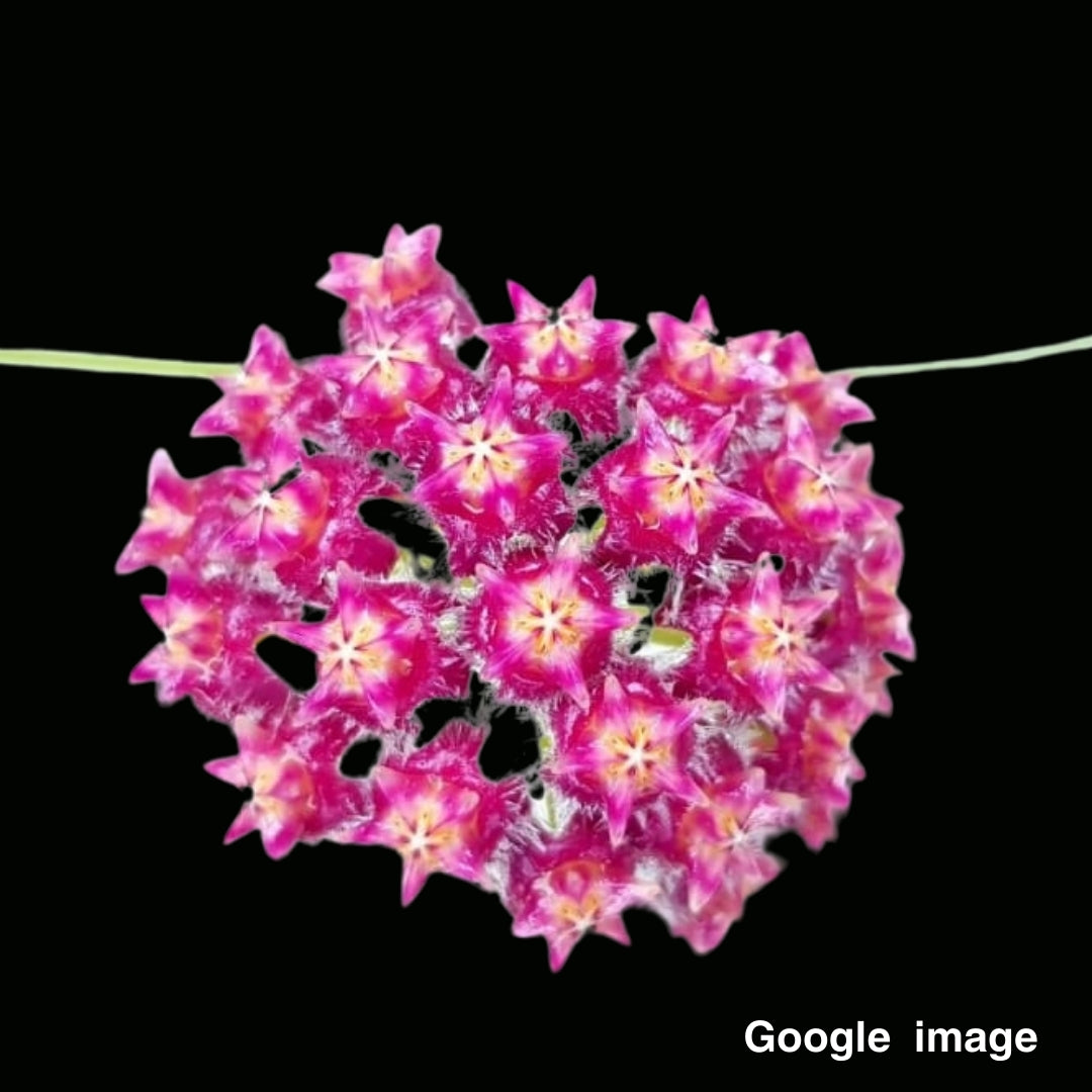 Hoya Mindorensis Purple Star Large (PRE-ORDER)-JULY271